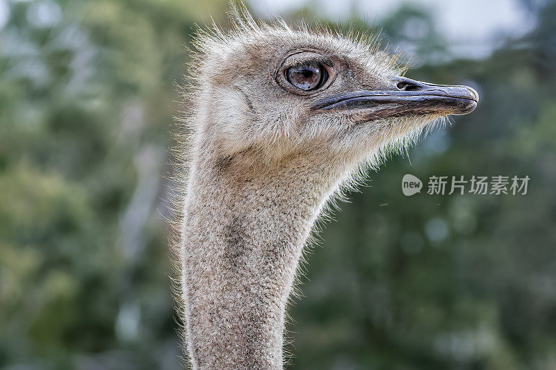 雌性鸵鸟(Struthio camelus)